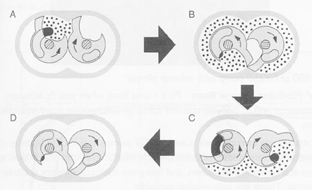 Рабочий цикл кулачкового вакуумного насоса